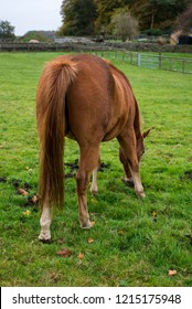 The Rear End Of A Brown Horse