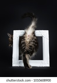 Rear End Of Classic Brown Tabby Maine Coon Cat / Kitten Walking Through White Photo Frame Isolated On Black Background 