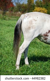 Rear End Of Horse