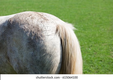 Rear End Of A Horse In A Meadow