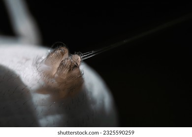 Rear end of a large spider creating its web. Macro photography, close-up detail of finger-like papillae (threads) from which the silk threads that form the web emerge. Spider shooting tts web.
