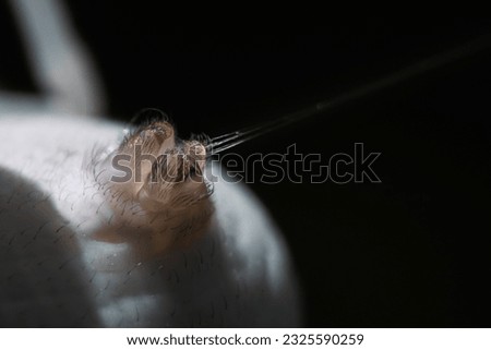 Rear end of a large spider creating its web. Macro photography, close-up detail of finger-like papillae (threads) from which the silk threads that form the web emerge. Spider shooting tts web.