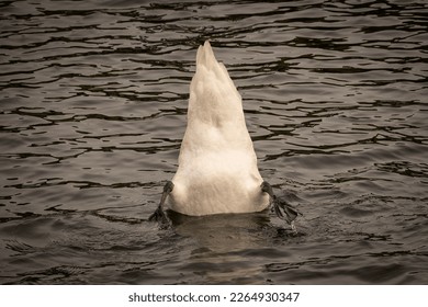 The rear end of a swan that appears to be mooning the camera but is ducking its head underwater to look for food. The birds webbed feet are also visible above the water