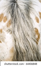 Rear End And Tail Of Appaloosa Horse