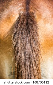 Rear End And Tail Of Horse