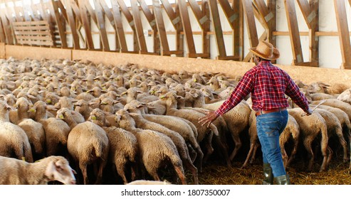 Rear on African American man in hat and red motley shirt walking in barn and leading sheep stock. Male farmer putting livestock in stable. Guy shepherd working with cattle. Back view. - Shutterstock ID 1807350007