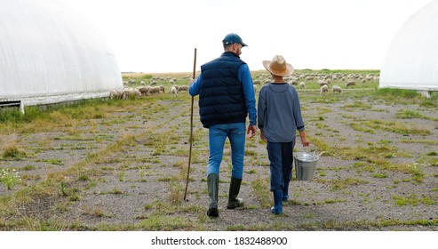 Rear on Caucasian shepherds, father and son walking the green fiels at farm with bucket. Sheep flock grazing at pasture. Back view on dad and small teen boy strolling and carrying water to cattle.