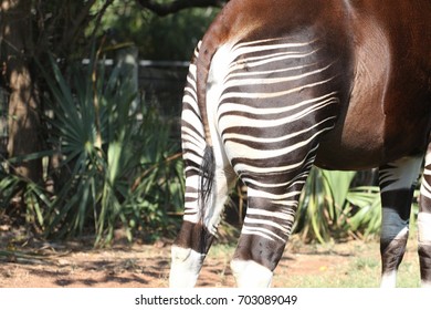 12 Okapi butt Images, Stock Photos & Vectors | Shutterstock