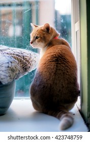 Rear Perspective Portrait of Domestic Short Hair Bi Color Orange White Tabby Cat with Beautiful Green Eyes and Pink Collar Sitting Looking Out of Window