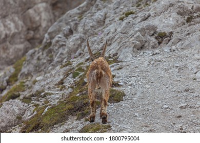 Ibex Goat 图片 库存照片和矢量图 Shutterstock