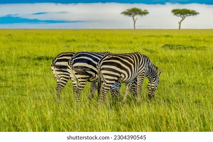 Rear and side views of three zebras, lined up perfectly, grazing in the tall grass in the masai mara savannah, kenya. - Powered by Shutterstock