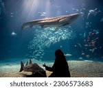 Rear silhouette of a person watching whale shark and looking at the variety of sea fish life in Osaka Aquarium Kaiyukan. Whale shark swim in one of the largest aquarium in the world in Osaka, Japan.