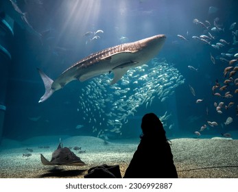 Rear silhouette of a person watching whale shark and looking at the variety of sea fish life in Osaka Aquarium Kaiyukan. Whale shark swim in one of the largest aquarium in the world in Osaka, Japan.