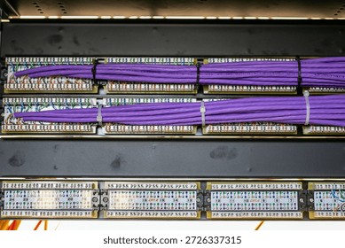 Rear view of a 48-port network patch panel mounted in a 19-inch server rack, with multiple purple Ethernet cables connected for structured data cabling