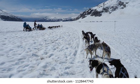 Rear view of Alaskan huskies pulling a dogsled on a glacier field