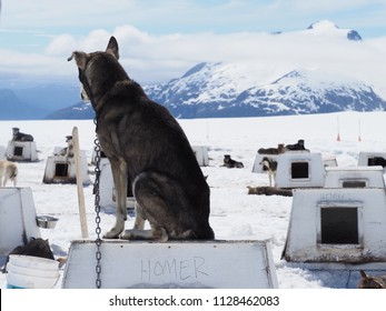 Rear view of an Alaskan husky sitting on his doghouse