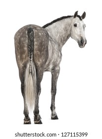 Rear view of an Andalusian, 7 years old, looking back, also known as the Pure Spanish Horse or PRE against white background