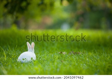 Rear view of a baby rabbit running on a green lawn on a warm sunny day