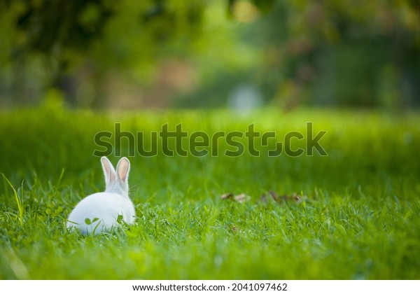 Rear view of a baby rabbit running on a green lawn on\
a warm sunny day