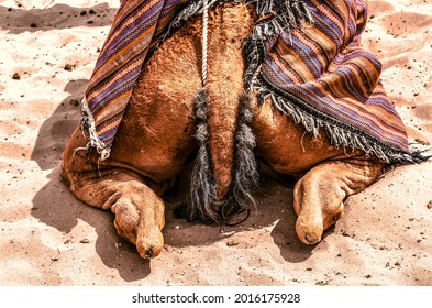Rear view of the back and ass with a multi colored tail of a sitting camel on the sand in the desert, near the city of Yazd in Iran.