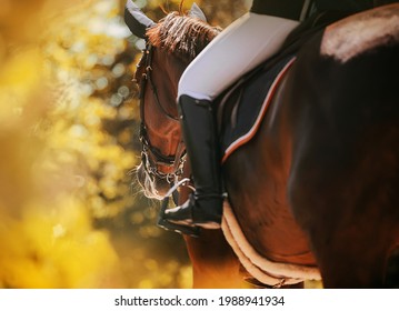 Rear view of a bay horse with a rider in the saddle, which walks through the park among the autumn yellow foliage of trees on a sunny warm day. Equestrian life. Horse riding. - Powered by Shutterstock