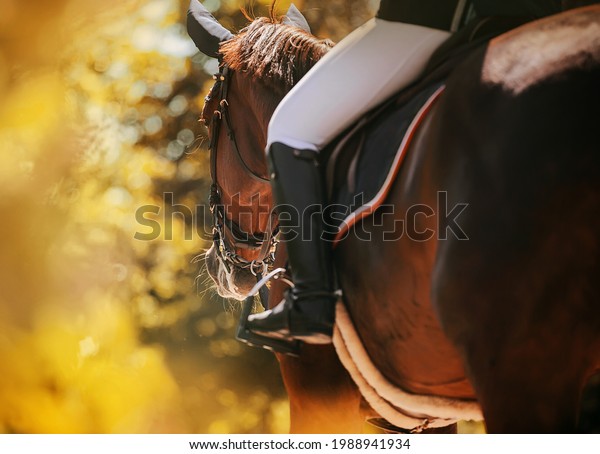 Rear view of a bay\
horse with a rider in the saddle, which walks through the park\
among the autumn yellow foliage of trees on a sunny warm day.\
Equestrian life. Horse\
riding.