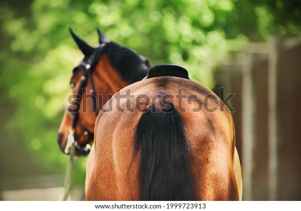 A rear view of a bay saddled\
horse with a dark tail, which on a summer day stands near the\
stable and the green foliage of the trees. Equestrian\
sports.