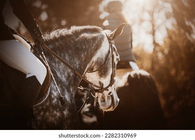  A rear view of a beautiful dappled gray horse with a rider in the saddle, walking in the park on an autumn sunny day with another horse. Horse riding. - Powered by Shutterstock