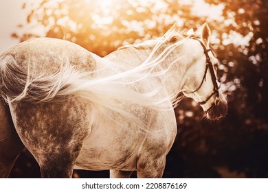 A rear view of a beautiful gray dappled horse with a long light tail fluttering in the wind on a sunny autumn evening in nature. Equestrian life.