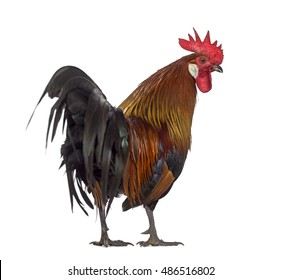 Back View of Rooster Images, Stock Photos & Vectors | Shutterstock