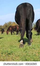 Rear view of a black horse in a herd.