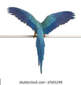 Rear view of Blue and Yellow Macaw, Ara Ararauna, perched and flapping wings in front of white background
