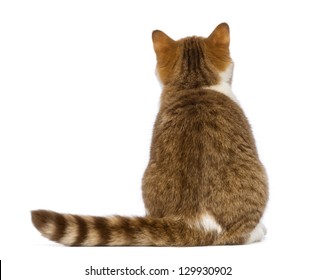 Cat Sitting Rear View Images Stock Photos Vectors Shutterstock