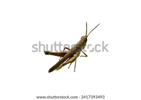 Rear view brown grasshopper. On white isolated background