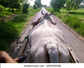 Rear View Bullock Attached Bullock Cart Stock Photo 1069930358 ...