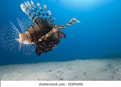 Rear view of a Common lionfish (Pterois miles) over sandy seabed. Red Sea, Egypt.