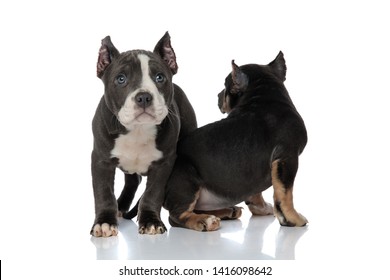 can a american bully and a beagle be friends