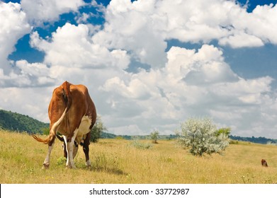 rear view of a cow grazing