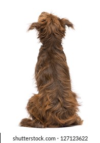 Rear View Of A Crossbreed, 5 Months Old, Sitting And Looking Up Against White Background