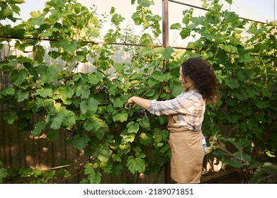 Rear view of a curly-haired woman, vintner standing in rows of vineyard and gathering fresh bunch of purple grapes. Cultivating organic fruits in orchards for sales in farmer's market. Agribusiness - Powered by Shutterstock