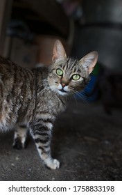 Rear View Of Cute Tabby Cat Looking Over Shoulder