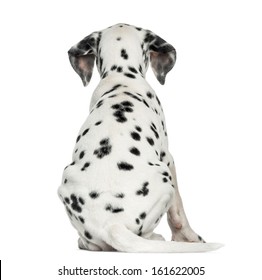 Rear view of a Dalmatian puppy, sitting, isolated on white