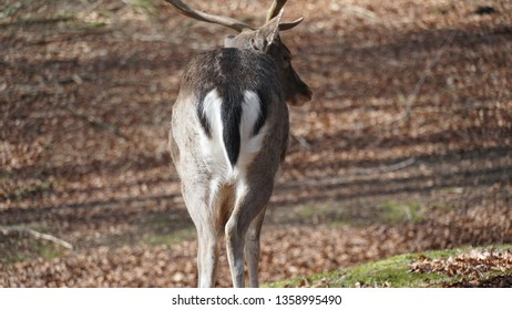 Rear view of a deer. Cute spotted fallow deer isolated on white. - Shutterstock ID 1358995490