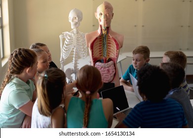 Rear view of a diverse group of elementary school children sitting at a table using their laptop and tablet computers and pointing at a human anatomy model and a skeleton during a biology lesson - Powered by Shutterstock