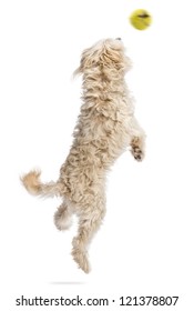 Rear View Of A Dog Jumping After A Flying Ball Against White Background