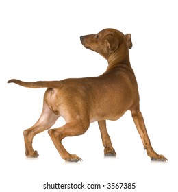 Rear View Of A Dog Looking Up In Front Of A White Background