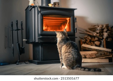 Rear view of domestic cat looking at burning wood in stove at home.