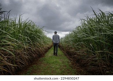 Rear view of a farmer checking the quality of his plants at the sugar cane plantation