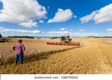 Rear View Of Farmer Standing In Wheat Field At Harvest