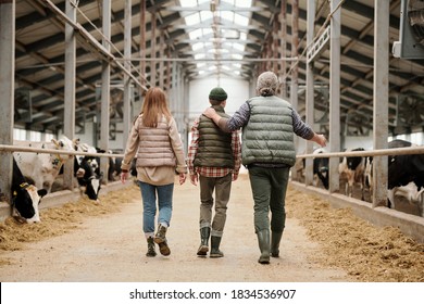 Rear View Of Father Pointing At Cows And Sharing Farm Experience With Son, Whole Family Walking Along Cowshed Together